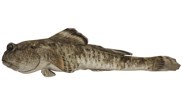 Close-up of a round goby fish on a white background.