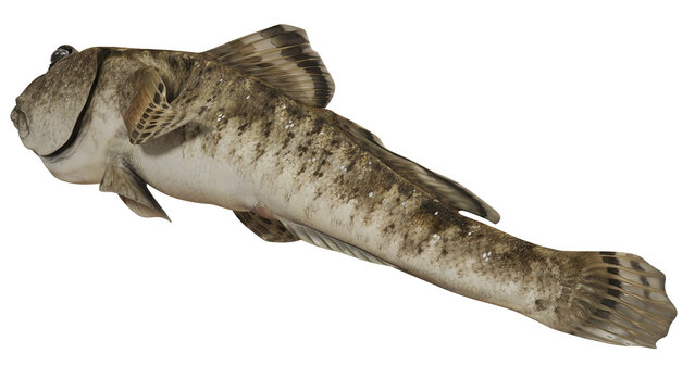 Detailed 3D rendering of a goby fish.