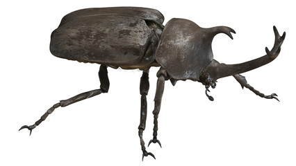 Fototapeta premium Detailed close-up of a rhinoceros beetle.