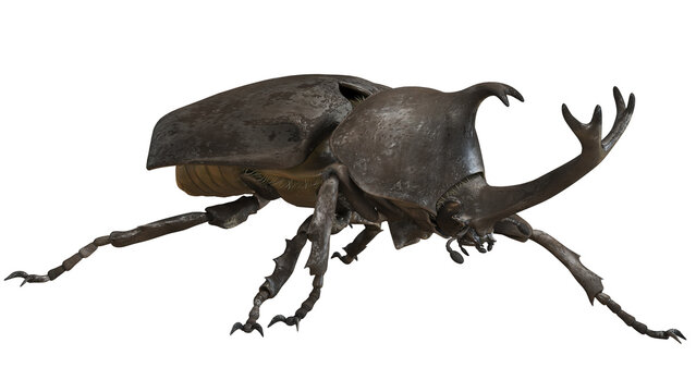Close-up of a rhinoceros beetle on white background.