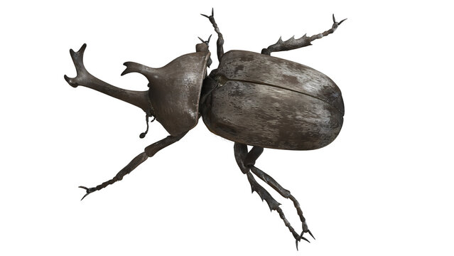 Close-up of a rhinoceros beetle on a plain background