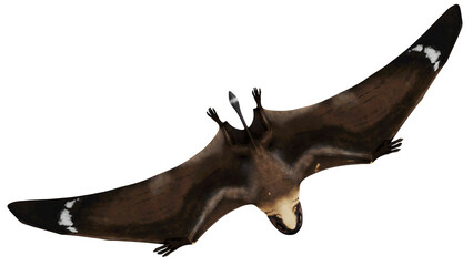 Flying pterosaur with outstretched wings in mid-flight. © Ilie