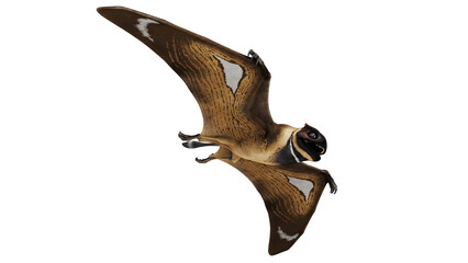 Realistic pterosaur illustration in flight. © Ilie