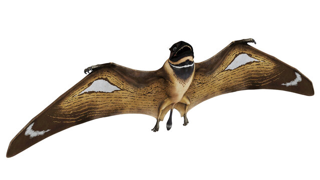 Realistic depiction of a prehistoric flying reptile.