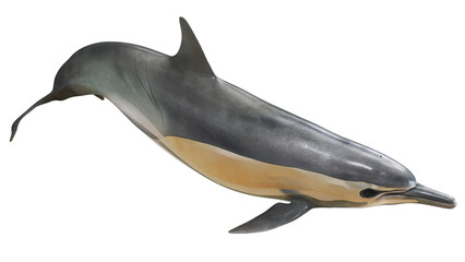 Obraz premium Detailed illustration of a common dolphin.