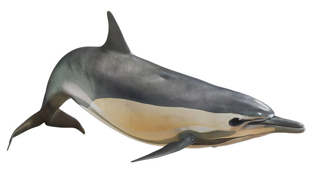 Lifelike dolphin model on white background