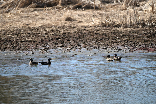 Four Wood Ducks on the Pond