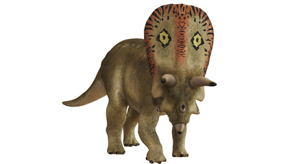 Illustration of an adult Triceratops dinosaur. © Ilie