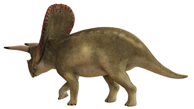 Prehistoric dinosaur with a large frill on display.