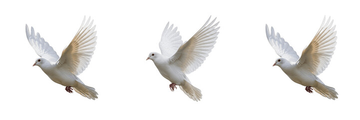 Fototapeta premium Peaceful white dove bird flying with spread wings and tail isolated on transparent PNG background