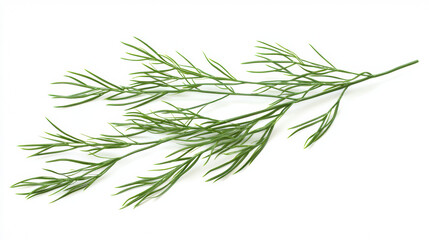 Fototapeta premium A single sprig of fresh dill, with its delicate feathery leaves, is displayed against a clean white background, highlighting its vibrant green color and texture.
