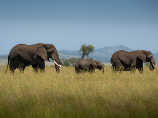 elephants family © Edoardo