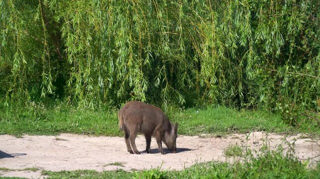 Young wild boar grazing on the grass in an urban park as an example of invasive species