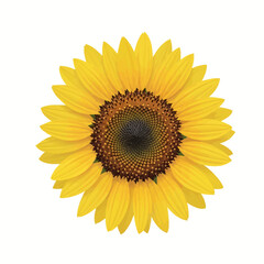 Obraz premium Detailed close-up illustration of a vibrant yellow sunflower head with a brown disk floret center, isolated on a white background, featuring a top-down view and symmetrical petals.
