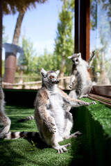 Fototapeta premium ring tailed lemur