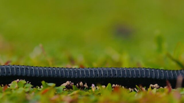 Giant millipede Spirostreptus centrurus crawling through green grass in natural habitat, detailed macro view of a large arthropod moving slowly with many legs, wildlife behavior and texture of segment