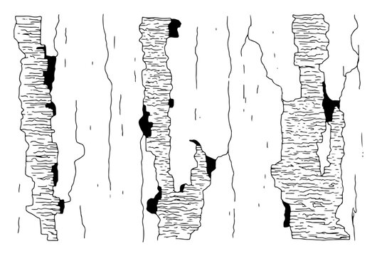 Tree bark texture line art, organic wood pattern background, nature engraving drawing