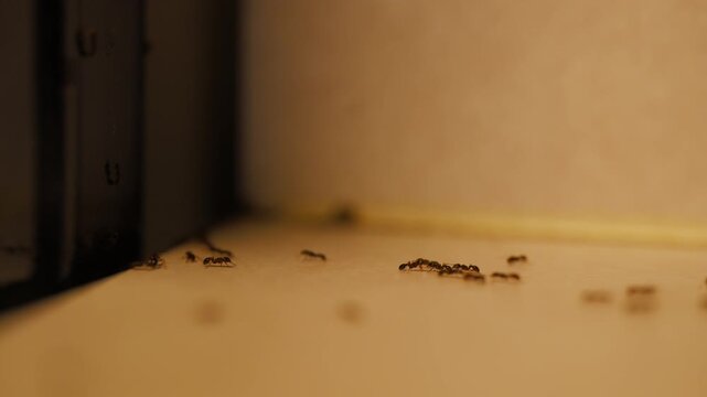 Line of ants moving along indoor surface near wall. Concept of pest infestation, insects in home