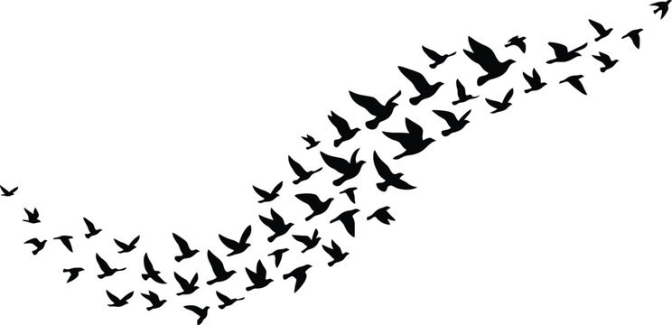 Minimalist black vector illustration showing a large flock of birds flying together in a decorative wave pattern for artistic graphic design projects