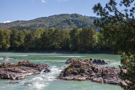 A rocky river with turquoise rapids flows past a pine forest toward a tree-covered mountain beneath a clear blue summer sky, evoking serenity, natural beauty, and outdoor adventure. Katun river, Altay