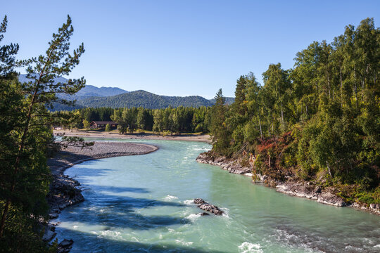 A turquoise Katun river winds between rocky banks and dense pine and birch forest toward distant hills, with a small cabin and pebble shore under clear blue sky evoking calm wilderness. Altai, Russia