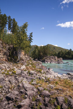 A tranquil mountain river winds past rocky shores and pine forest under a clear blue summer sky, evoking peaceful outdoor adventure, wilderness solitude, and natural scenic beauty. Katun, Altai