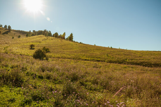 A sunlit wildflower meadow spreads across rolling hills beneath a clear blue sky, creating a peaceful summer countryside landscape with grasses, scattered trees and warm, tranquil natural light