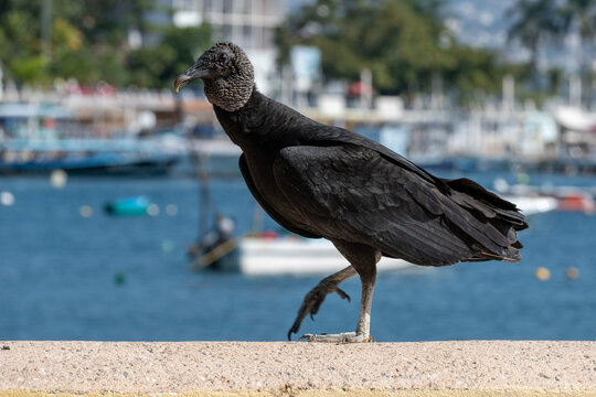 A black vulture, also known as zopilote, walks along a concrete wall overlooking the sunny bay of Acapulco, Mexico. Wildlife portrait captured outdoors with city and boats in the background.