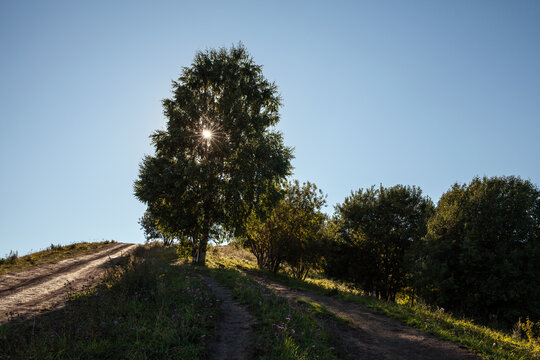 A lone sunlit tree crowns a grassy hill as two dirt roads wind past wildflowers and shrubs under a clear blue sky, evoking peaceful, rustic morning light and tranquil countryside calm