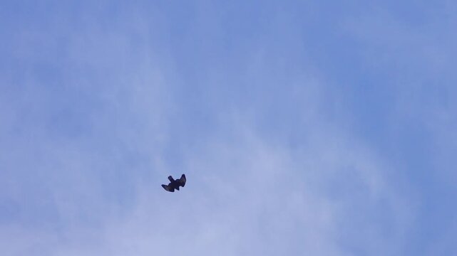 The bird of prey, buzzard (Buteo) initially swoops, attacks, but eventually comes out of the dive (the victim has escaped)