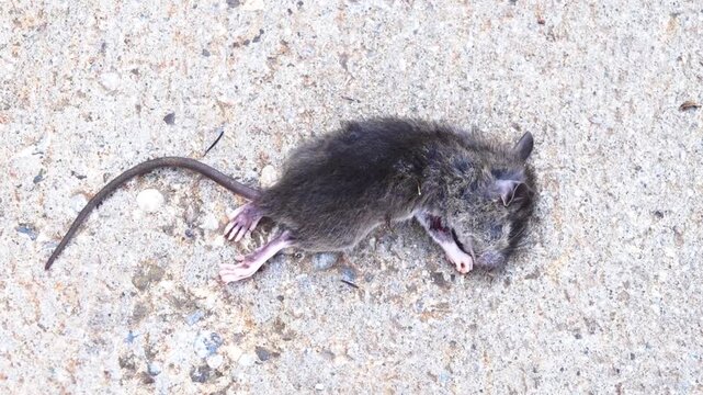 A young dead rat from the city street. These rodents have invaded the world