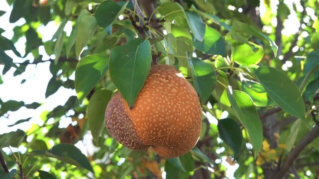 Pomology. Nashi Chinese Pear. Tibet