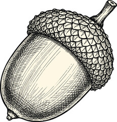 Black and White Hand Drawn Sketch Acorn with Textured Cap and Stem for Autumn, Nature, Forest, and Vintage Design Projects © MstSuraiya