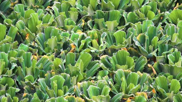 Pistia (Pistia stratiotes, Zala asiatica) is a genus of aquatic plants in the Araceae family in overgrouth pond of China. Xining.