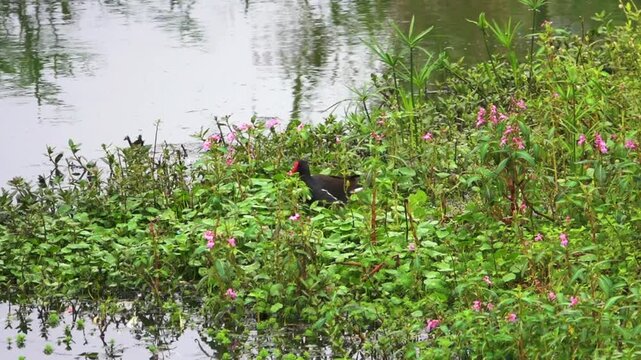 Waterhen (Gallinula chloropus, ad) feeds in a thicket of waterplant feeds in a thicket of lotus