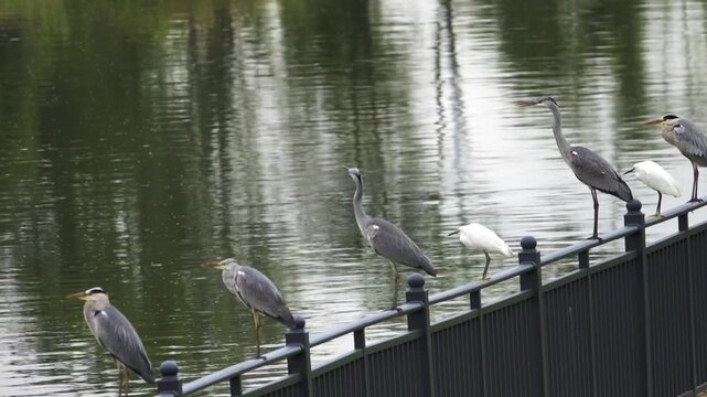 A wonderful company of herons ( little heron (Egretta garzetta) and Grey Herons (Ardea cinerea) on the iron parapet of the river embankment. Bird's place