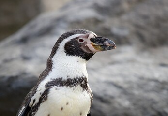 Obraz premium penguin in the zoo