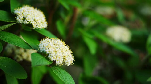 White blooming flowers on white spirea in garden. Close up of spring blossoms in natural outdoor environment.
