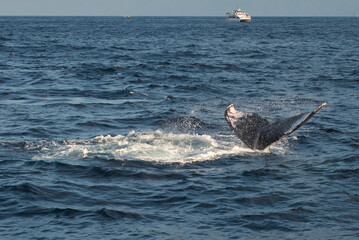 Fototapeta premium Humpback Whale Tail Fluke Diving in Pacific Ocean, Maui Hawaii
