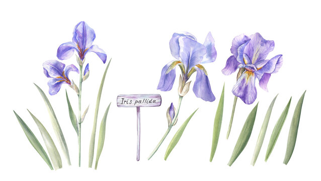 Watercolor set of iris flowers, leaves, and a garden sign. Iris pallida botanical illustration isolated on transparent background