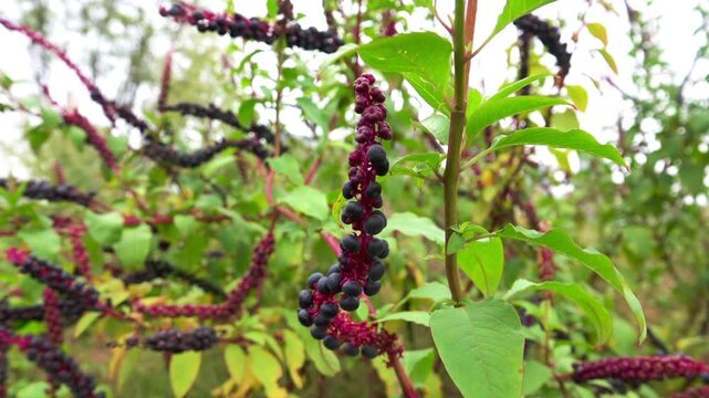 Its like American pokeweed, pokeweed (Phytolacca americana) poisonous fruits. China. Xining.