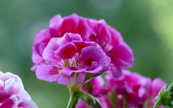 Pink pelargonium flower with open petals on green background in nature summer flower background 
