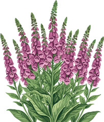 Beautiful Pink Foxglove Flower Plant Botanical Illustration with Green Leaves for Garden, Nature, and Floral Design Projects © MstSuraiya