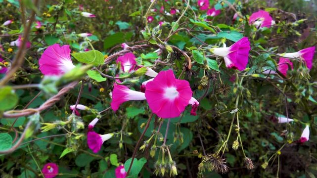 common morning-glory (Ipomoea purpurea) creeper. China. Xining.