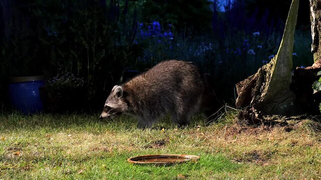 raccoon, Procyon lotor, searching for food in garden at night 10