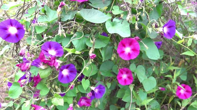 common morning-glory (Ipomoea purpurea) creeper. China. Xining.
