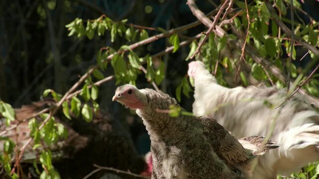 Domestic Turkeys Close-Up in Natural Rural Garden Light