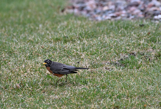Robin in the Grass