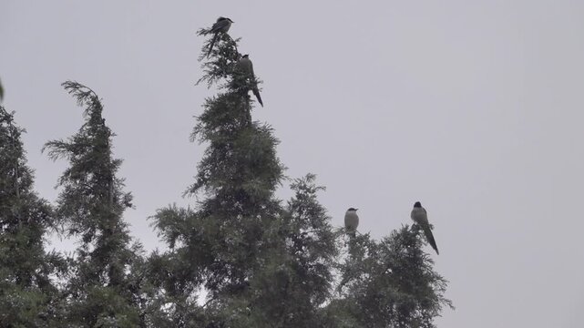 Flock of azure-winged magpie (Cyanopicus cyanus) on thuja trees (Chinese arborvitae (Thuja orientalis) in Xining, China