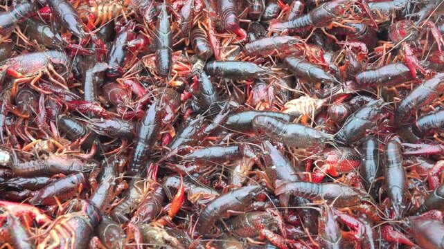 Probably Daurian crayfish (Cambaroides dauricus). A lot of crayfish at the bazaar in Xining, China, Cancer background